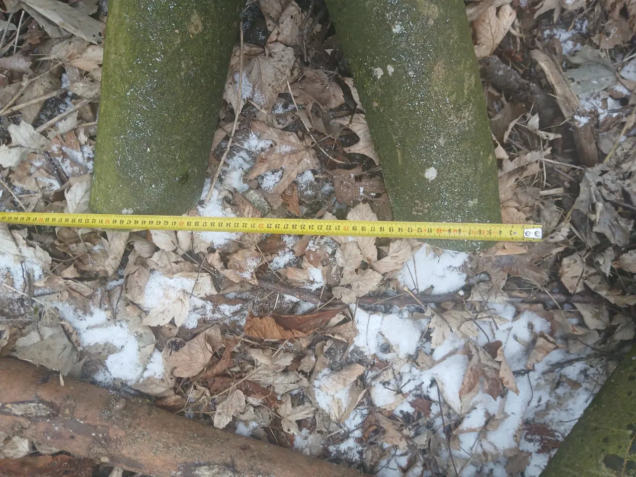 Billede 10 - Ahorntræ fældet og parteret i stamme og grene