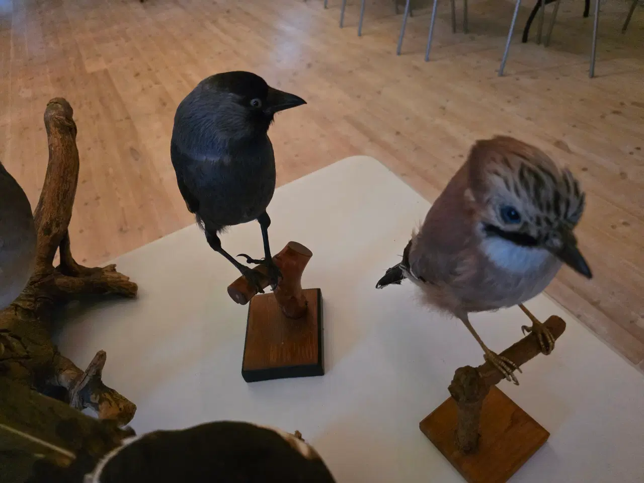 Billede 11 - Fasaner, Kragefugle og due, samlet eller opdelt