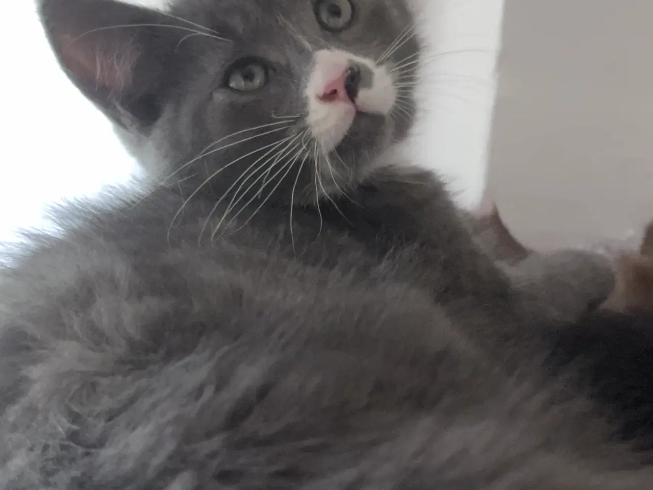 Billede 9 - Maine coon blanding