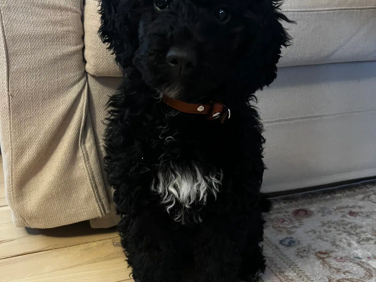 Billede 5 - Den sødeste puddelhvalp søger kærligt hjem