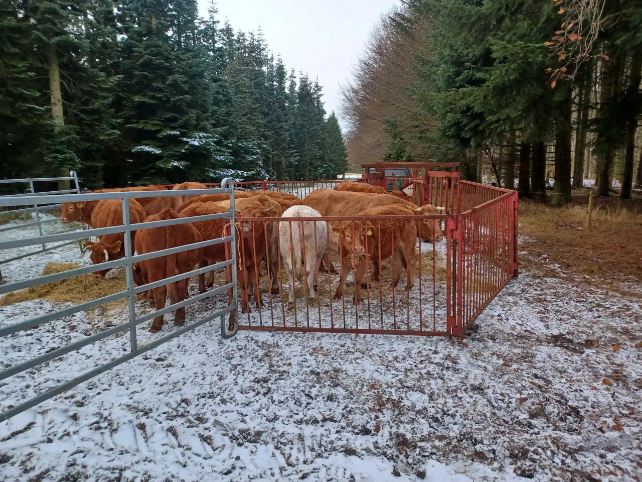 Billede 4 - 4 løbekvier på ca 18 mdr