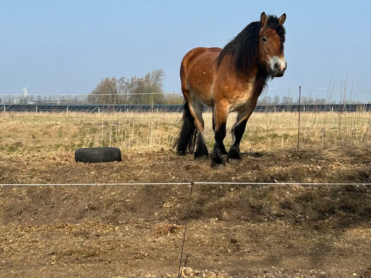 Billede 3 - Smuk ardenner hoppe