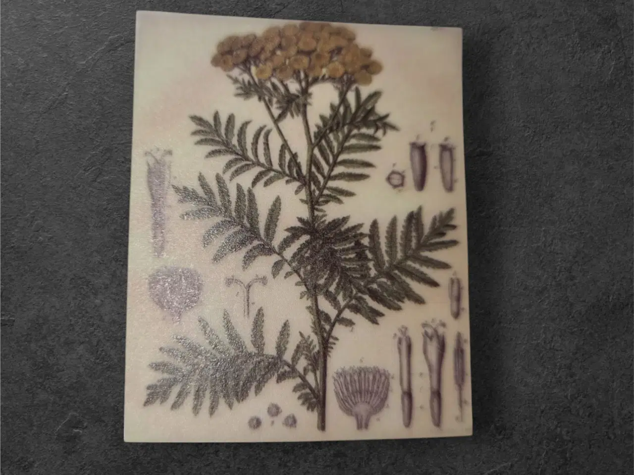 Billede 1 - Elegant botanisk design på semi-transparente papir