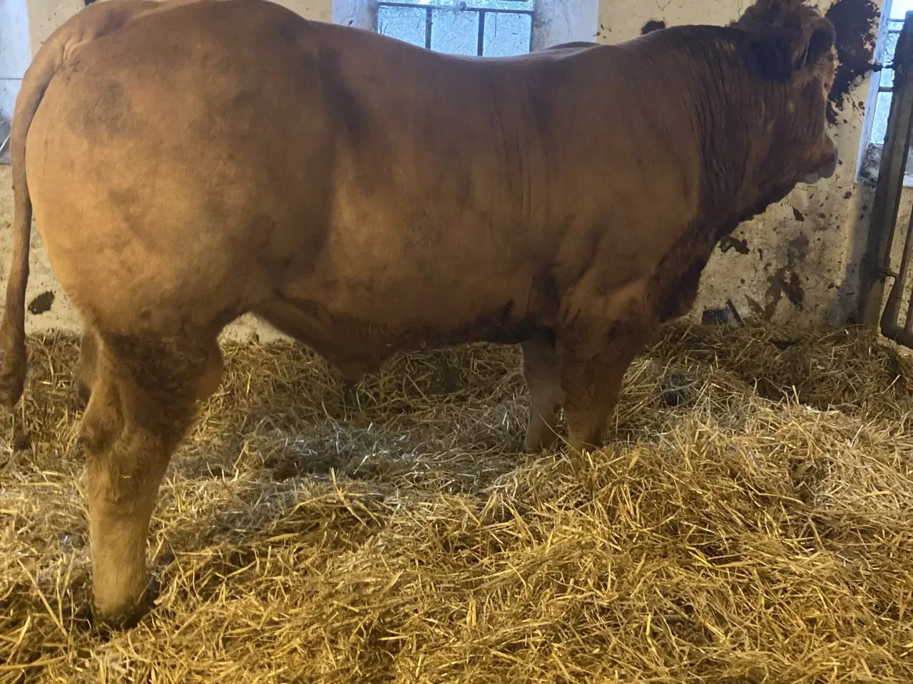 Billede 1 - Foldtyr Limousine 