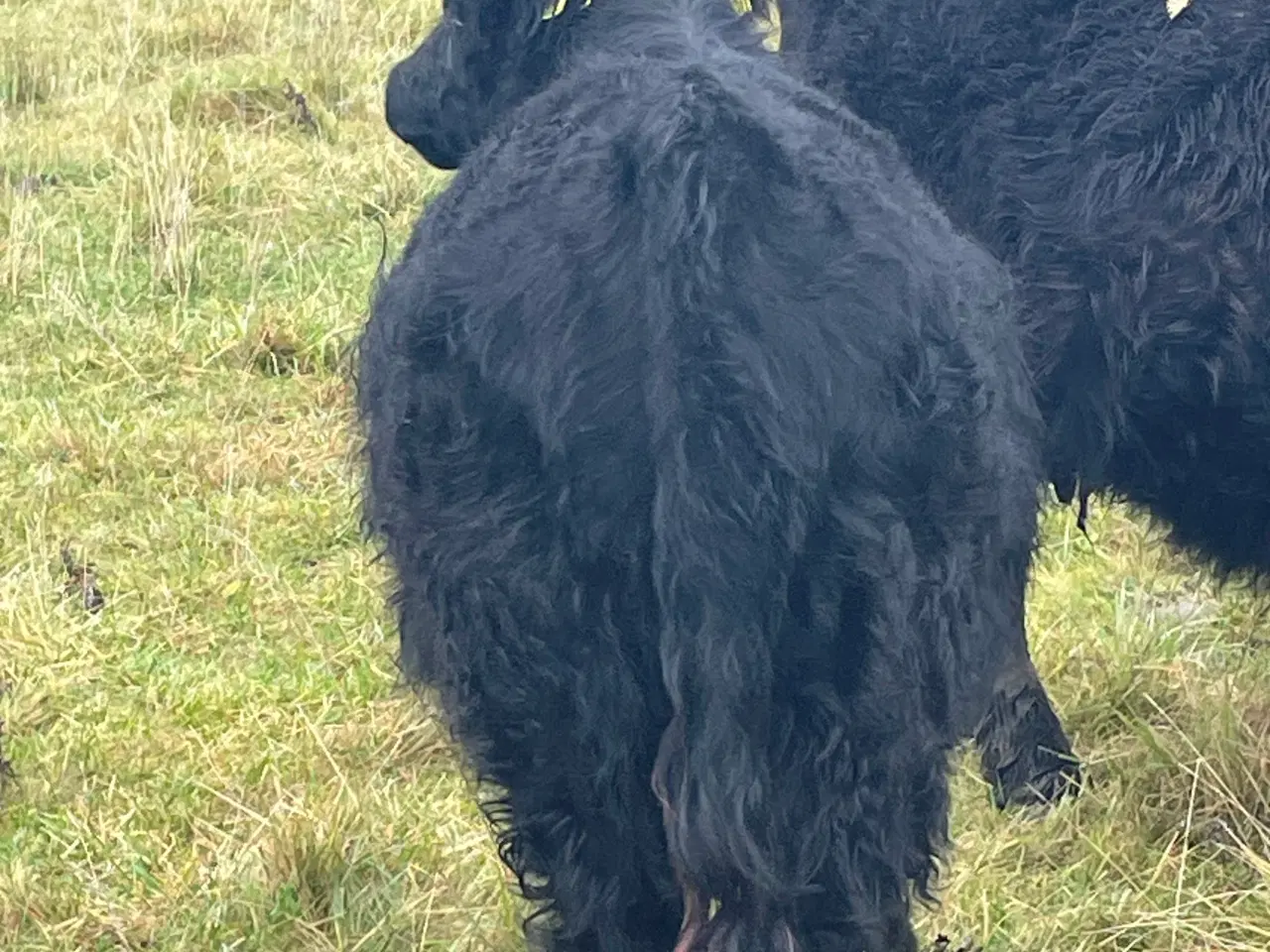 Billede 2 - 1 rigtig fingalloway tyre