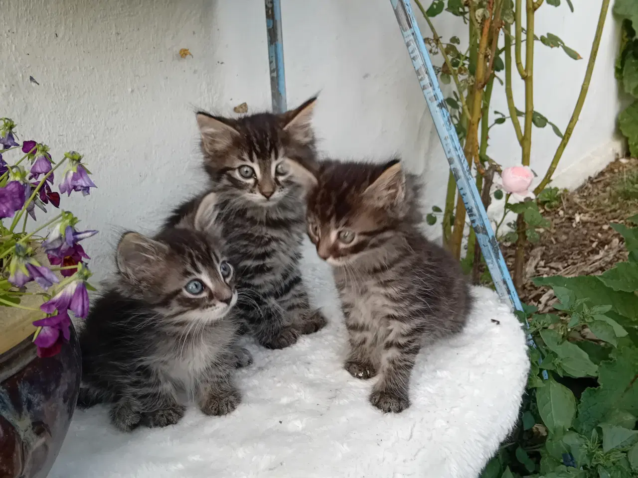 Billede 8 - Maincoon/Norsk skovkat 