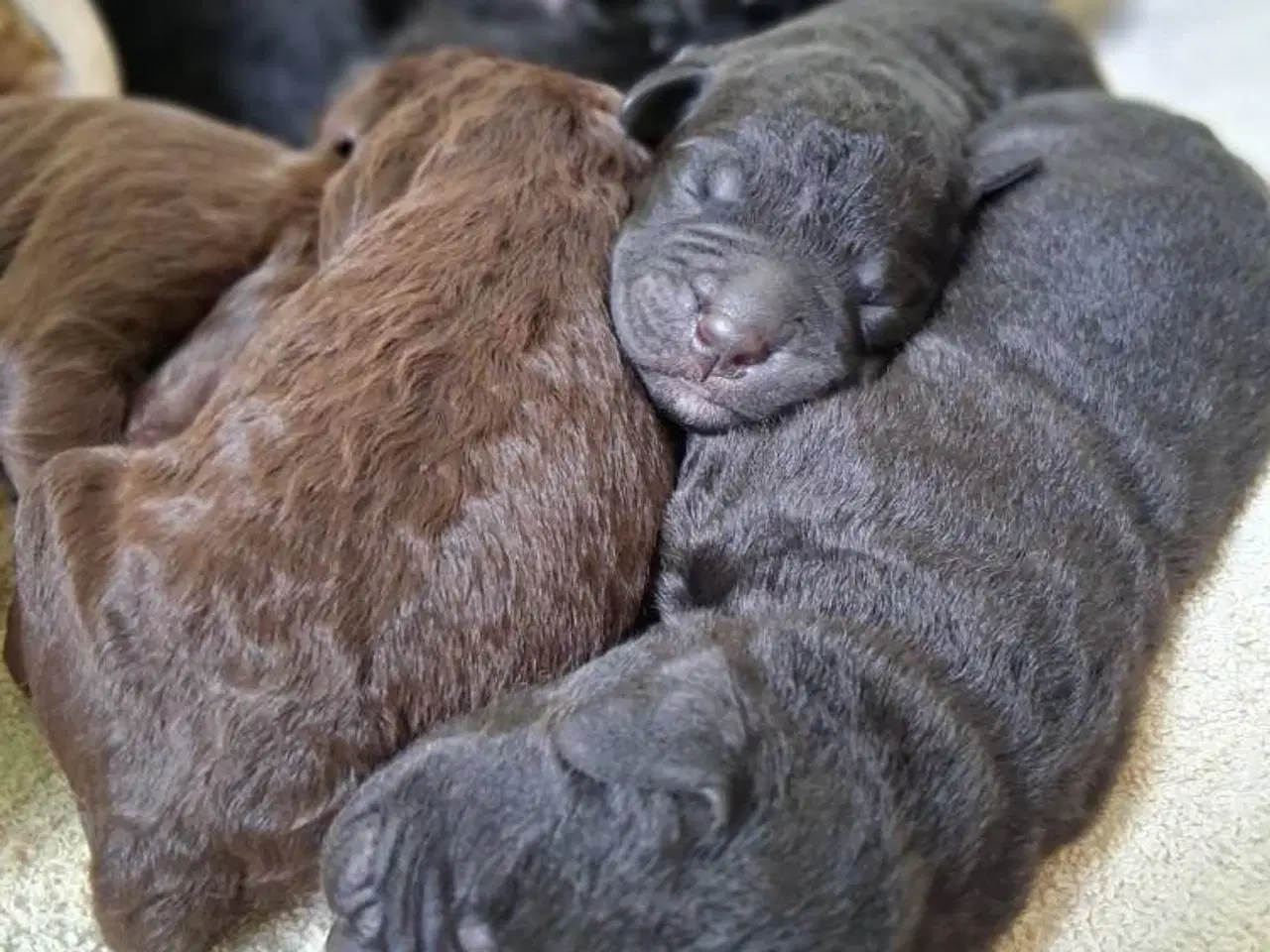 Billede 2 - Skønne blandings hvalpe😍