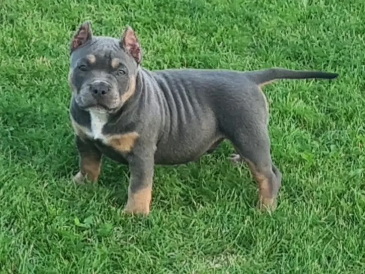 Billede 6 - American Bully Dreng 11 uge 