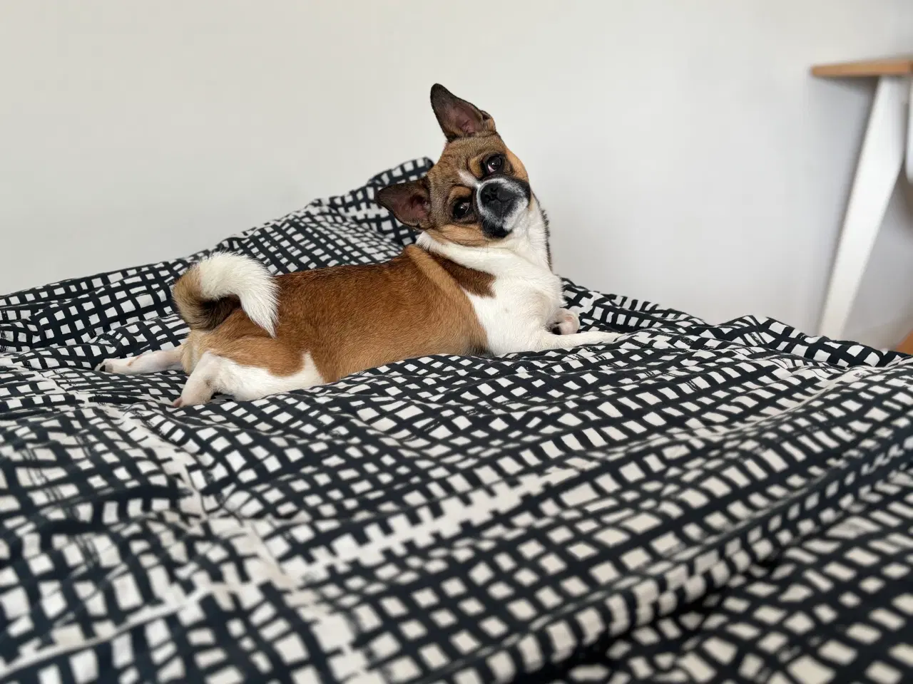 Billede 2 - Dejlig hanhund tilbydes til avl. 
