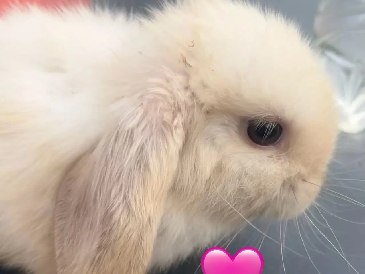 Billede 2 - Mini lop med afkomsattest 