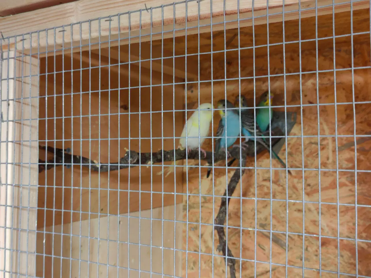 Billede 1 - Undulater til salg.