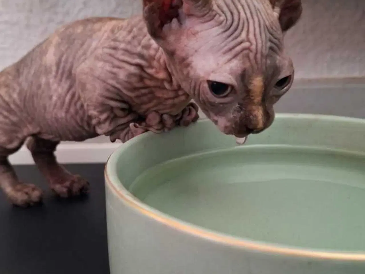 Billede 3 - Dwelf, Sphynx