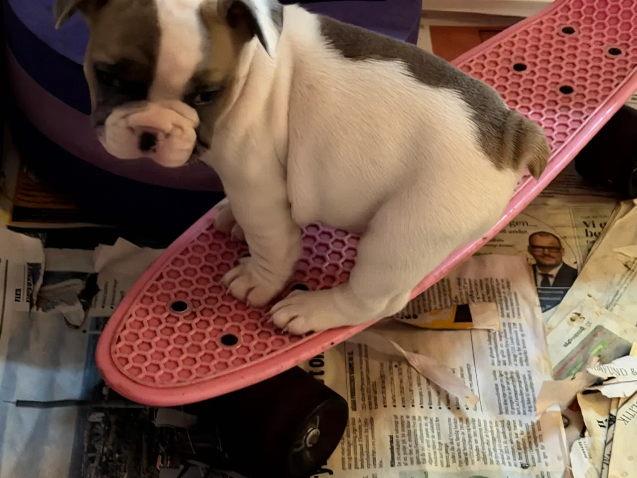 Billede 6 - Fransk Bulldog