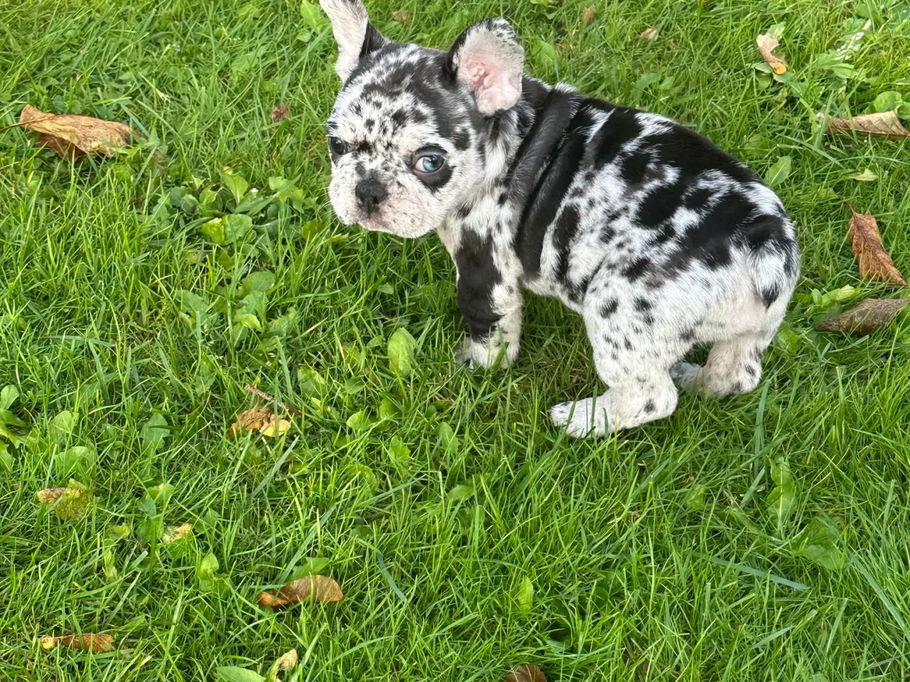 Billede 5 - Fransk bulldog Blå/Merle