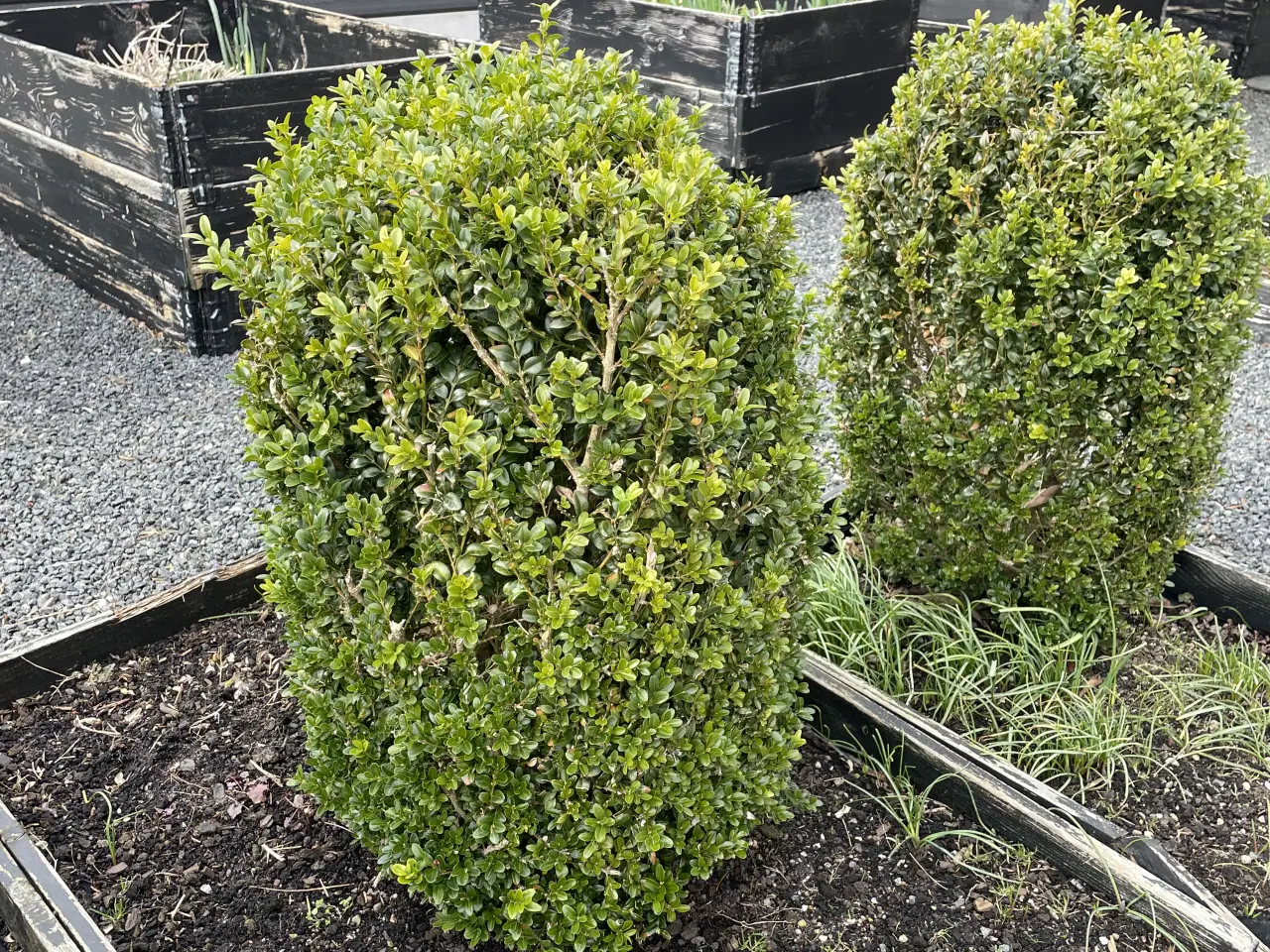 Billede 1 - GRATIS - KUN SAMLET - grav selv op