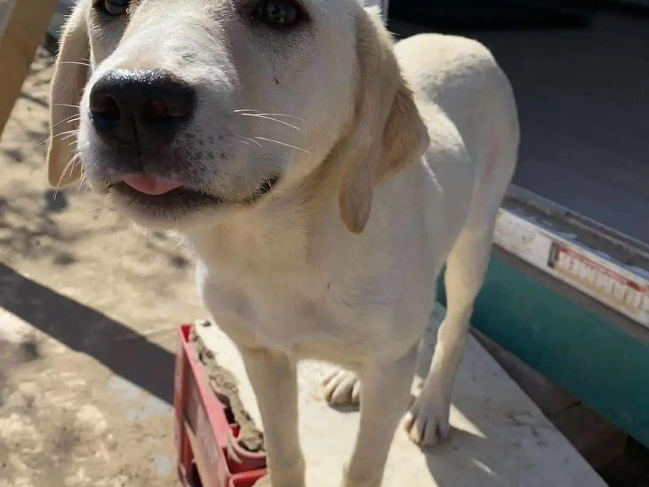 Billede 4 - Labrador mix søger hjem