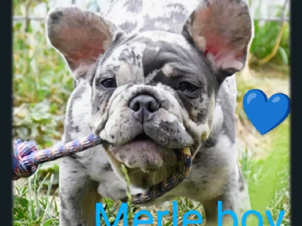Billede 2 - Fransk bulldog hvalpe.