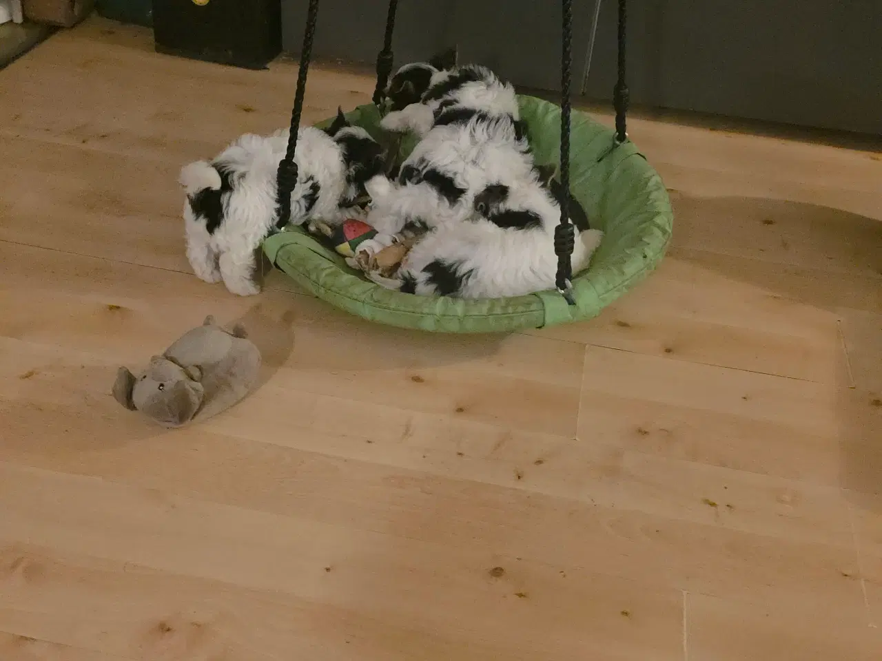 Billede 3 - Biewer Yorkshire terrier