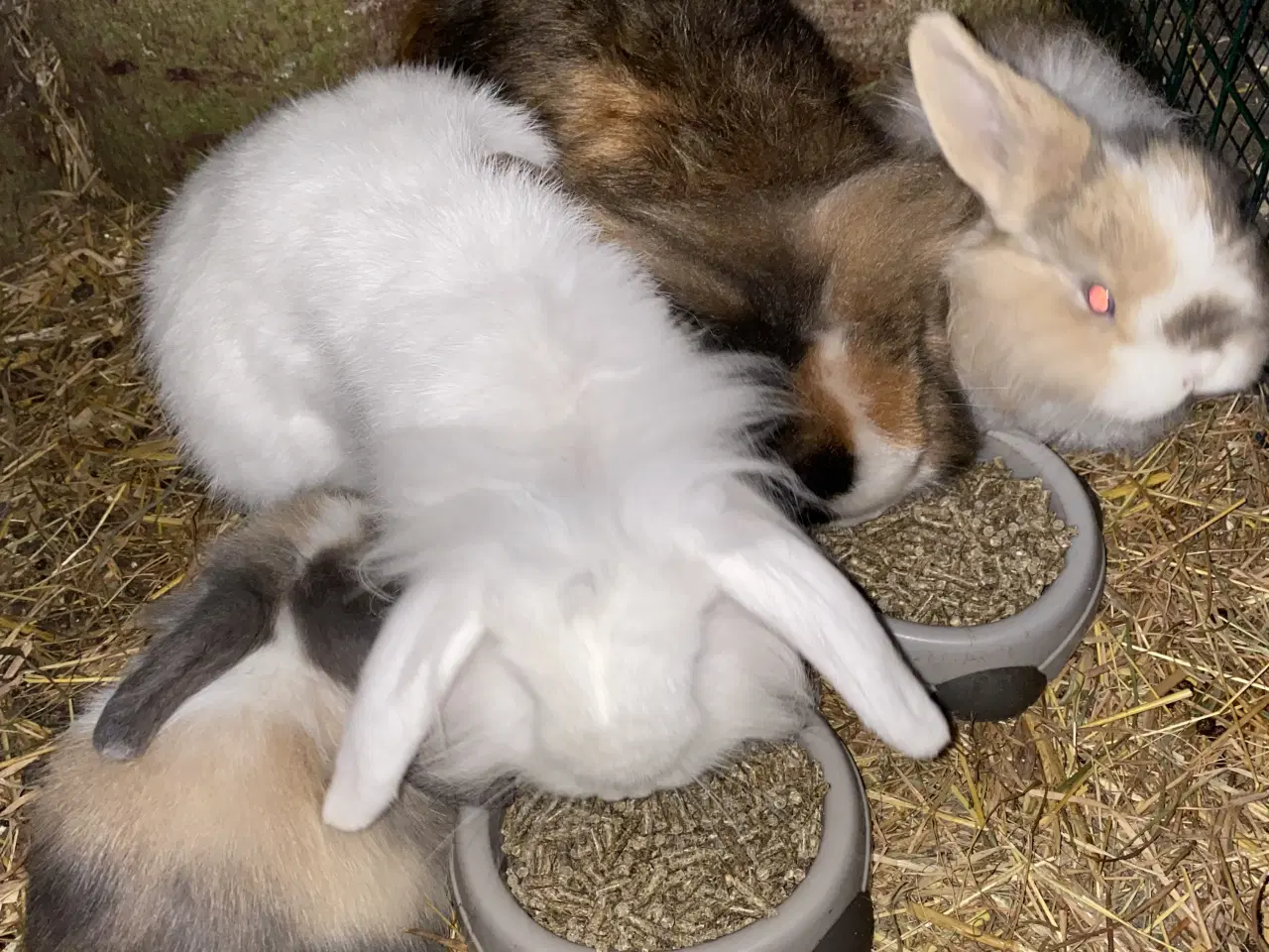 Billede 4 - Fluffy kaninunger fra uge 42