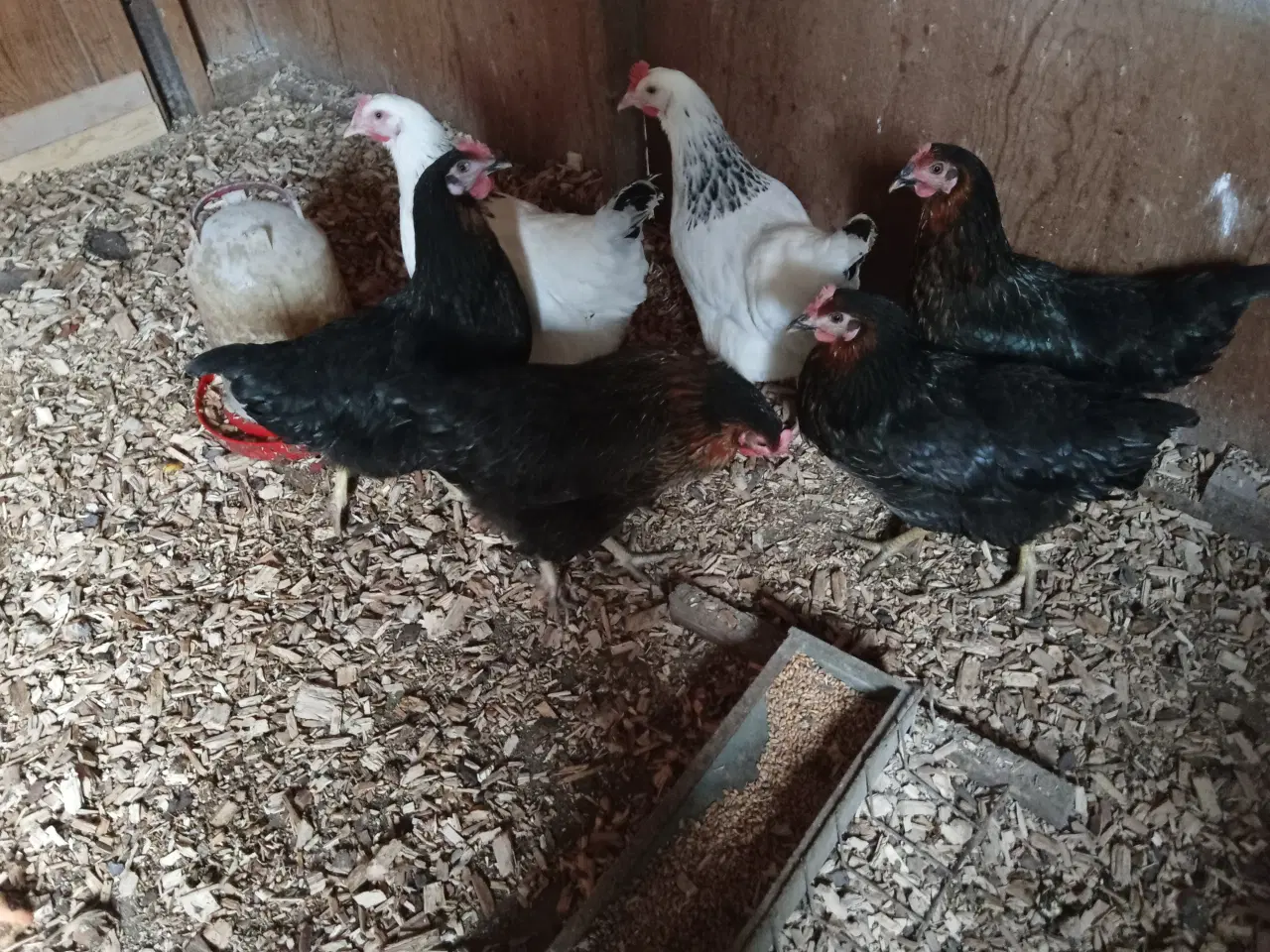 Billede 4 - Høns