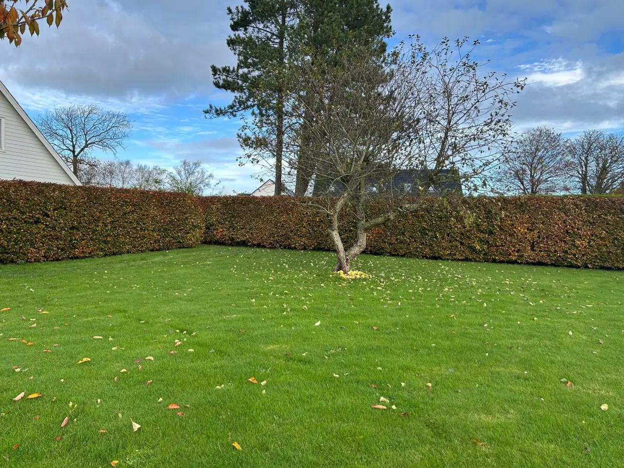 Billede 1 - Bøgehæk bortgives