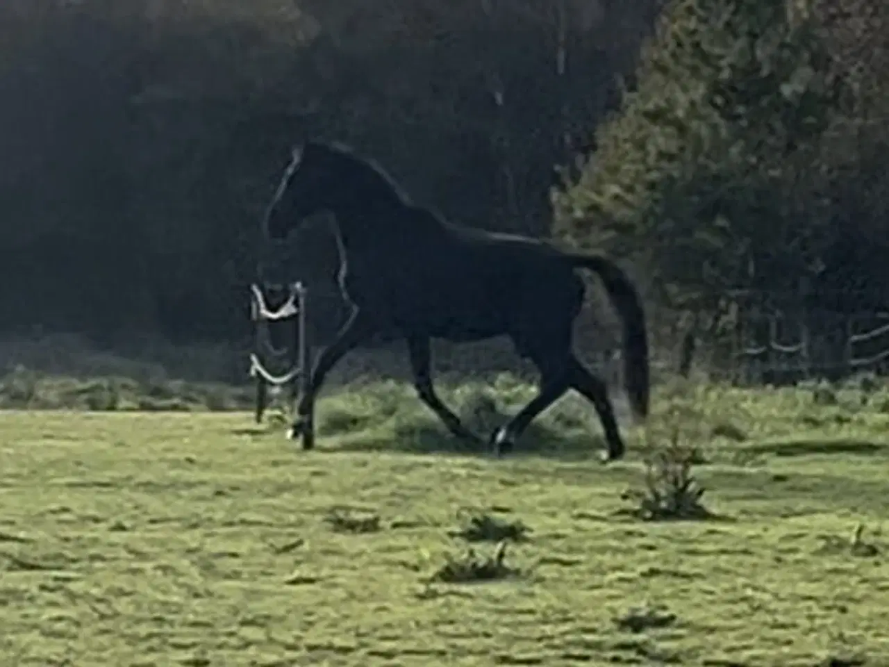 Billede 3 - Bedækning ved DV-hingst