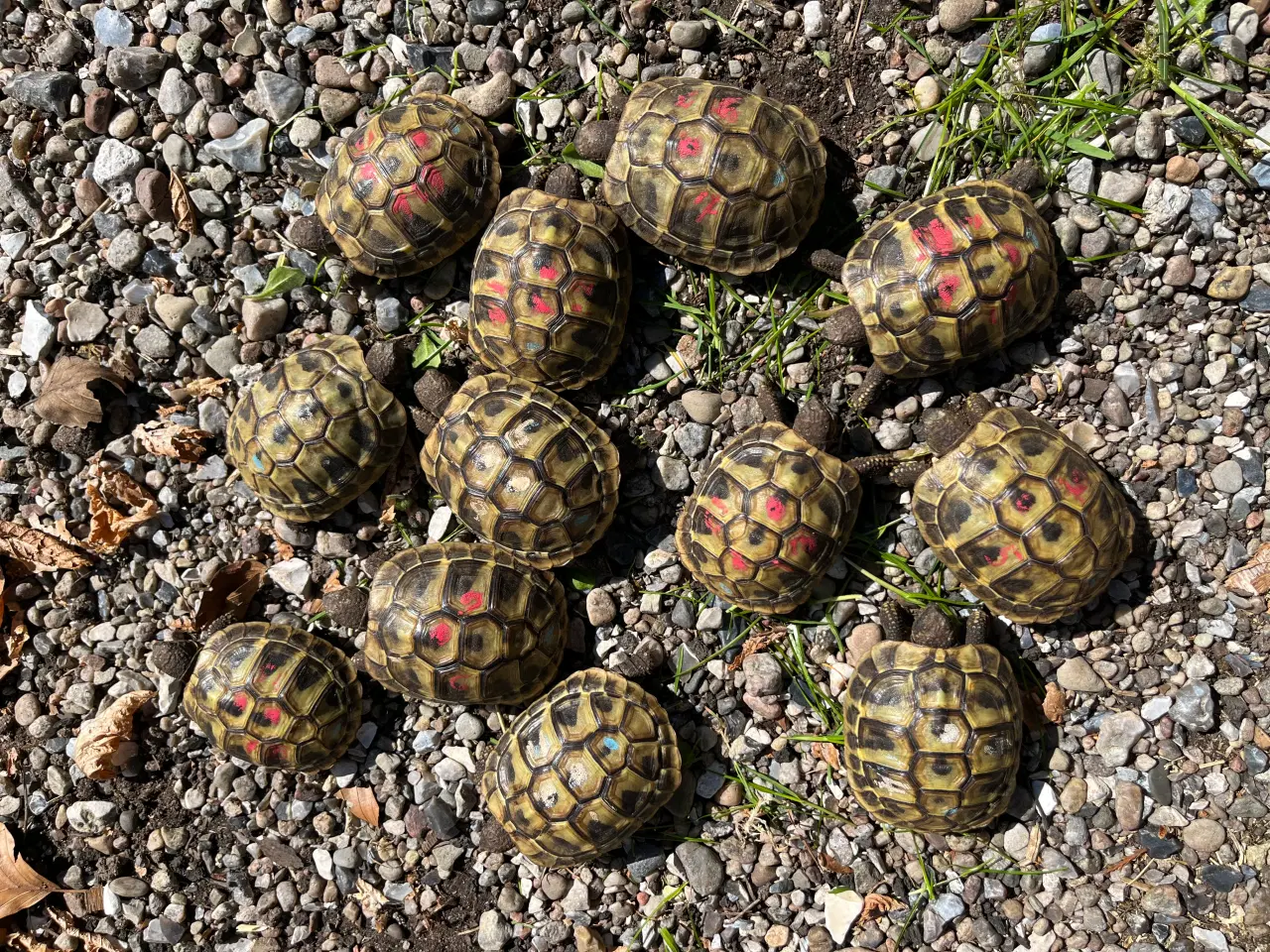Billede 2 - Græske landskildpadder