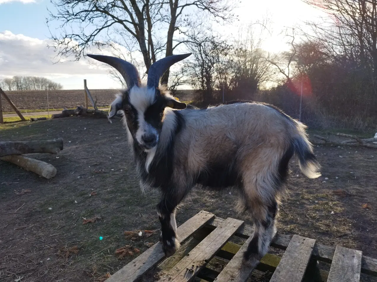 Billede 1 - Gede buk