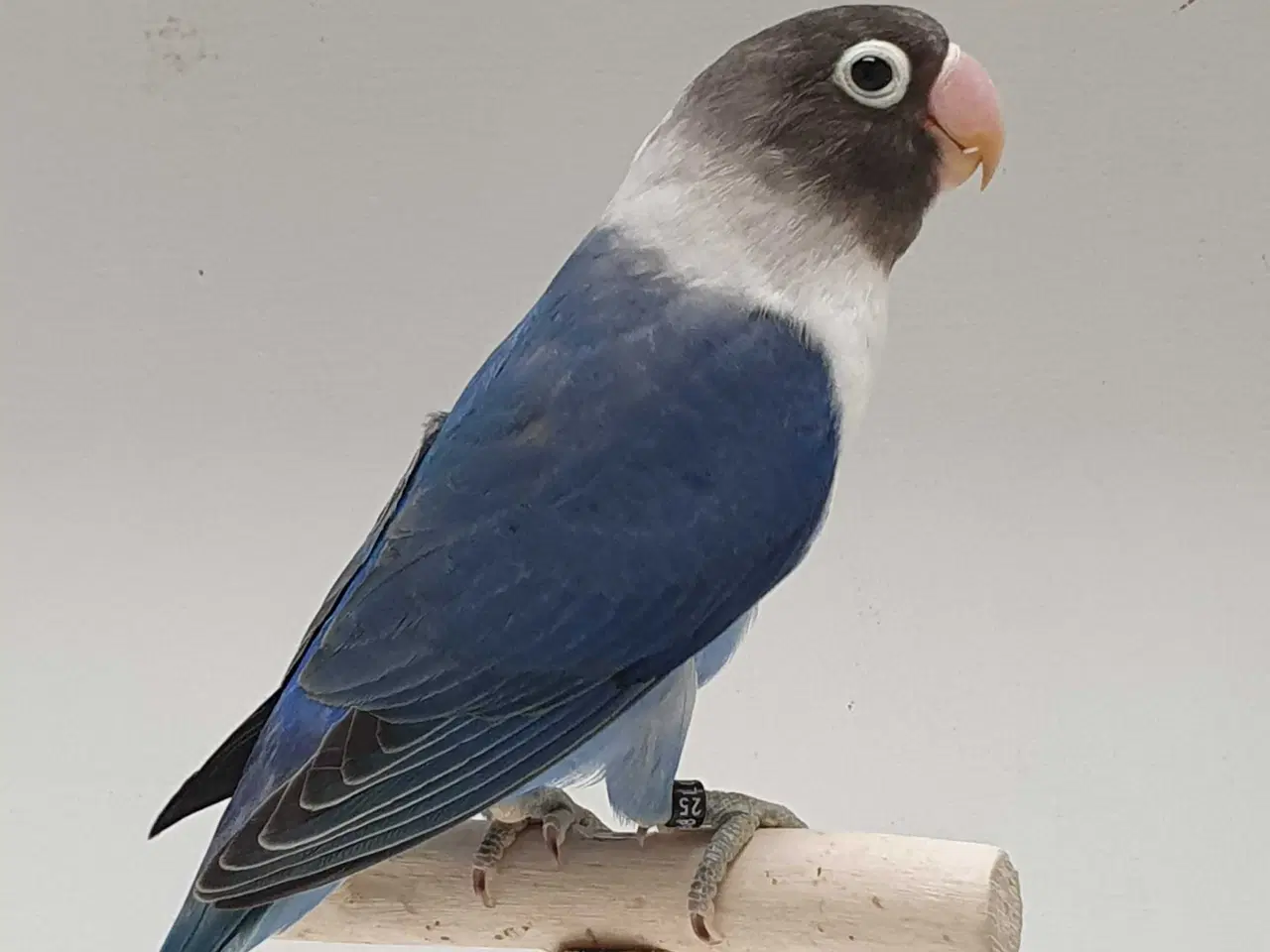 Billede 1 - Meget flot Sorthovedet dværgpapegøje