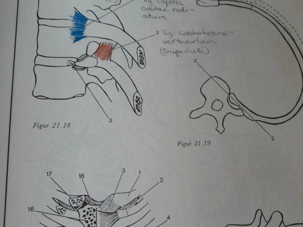 Billede 3 - Anatomibøger