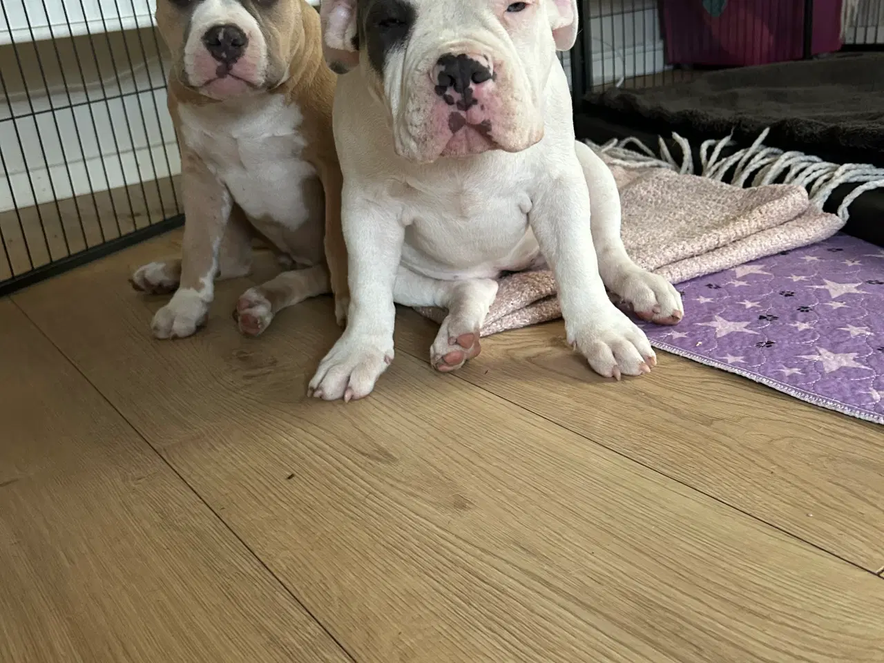 Billede 1 - Amarican Bully