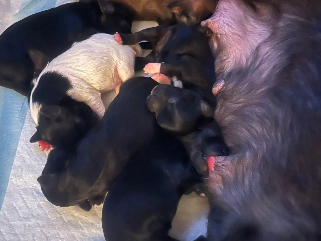 Billede 2 - Puddel/shitsu/cotten