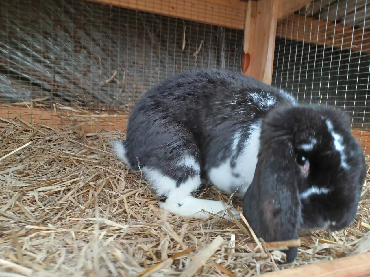 Billede 2 - Fransk Vædder han