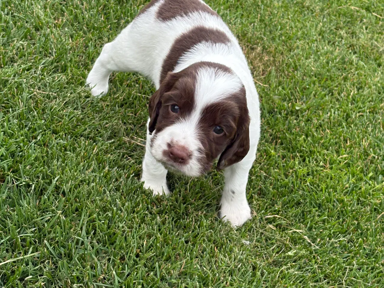 Billede 4 - FT springer spaniels