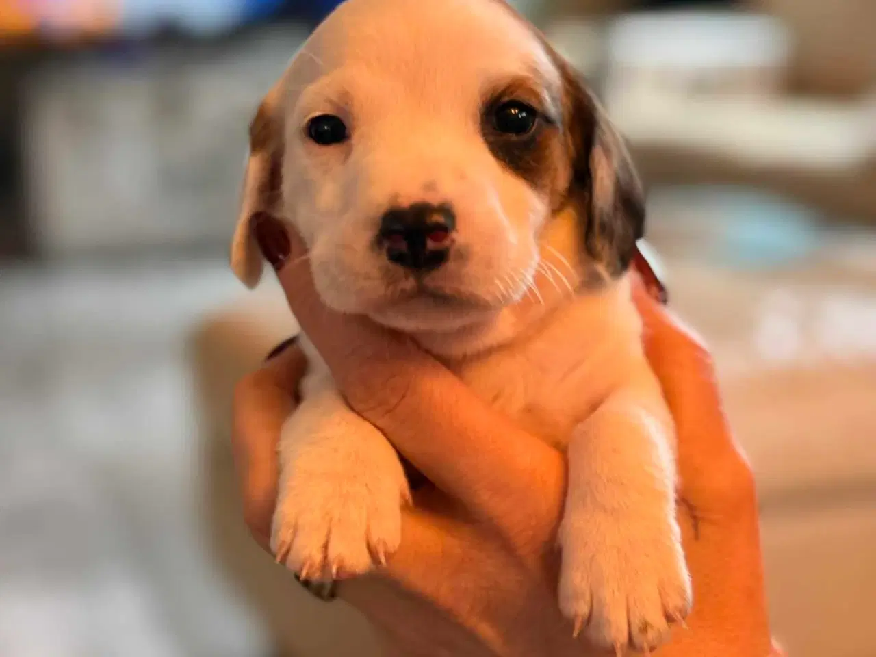 Billede 7 - 🐾 Lækre små vapser søger kærlige hjem 🐾