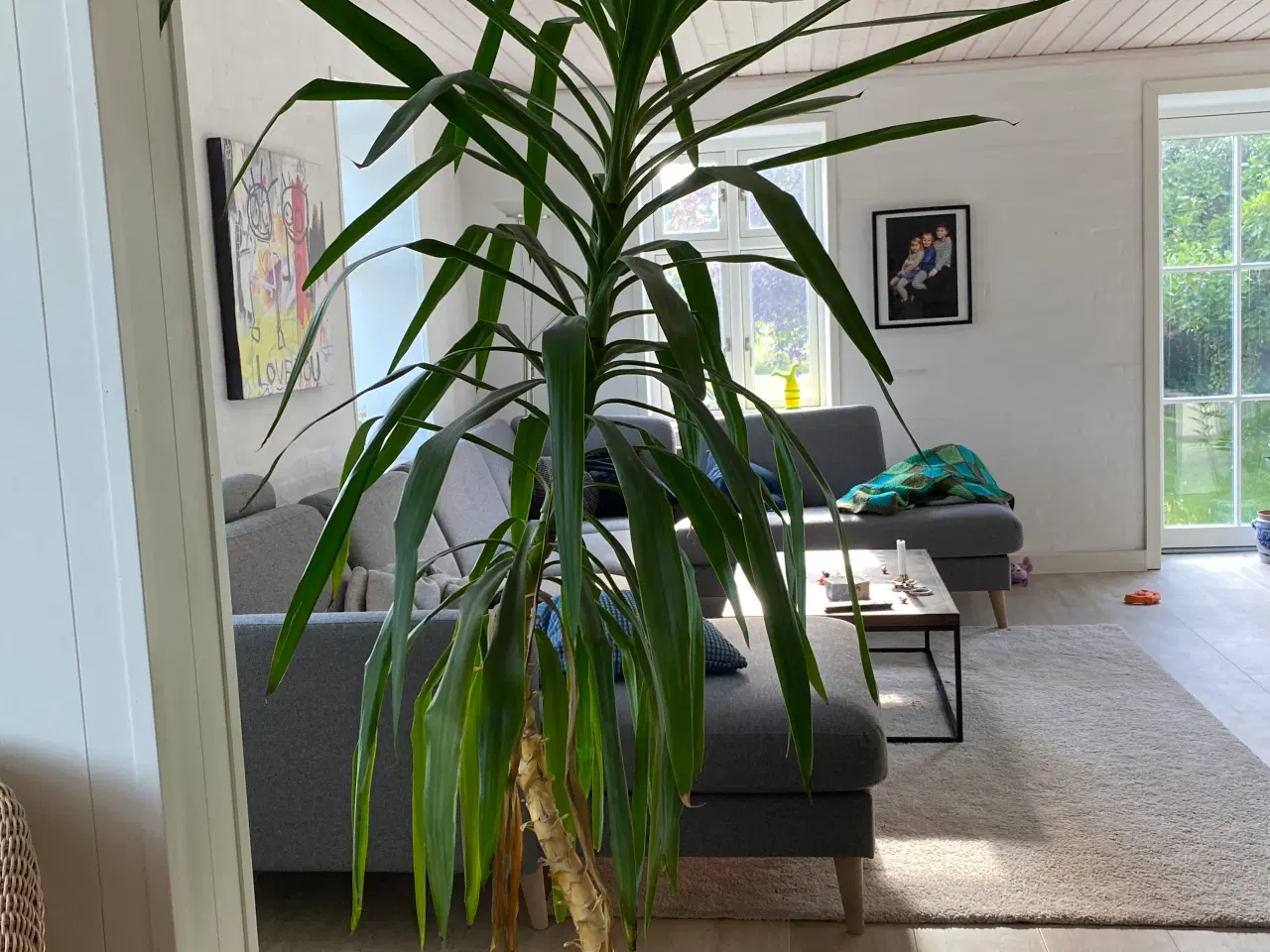 Billede 3 - Stueplante dracaena