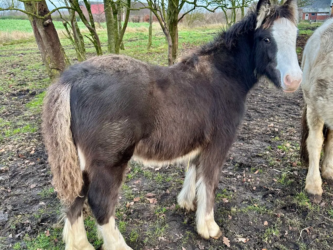 Billede 1 - Irish cob hingsteføl