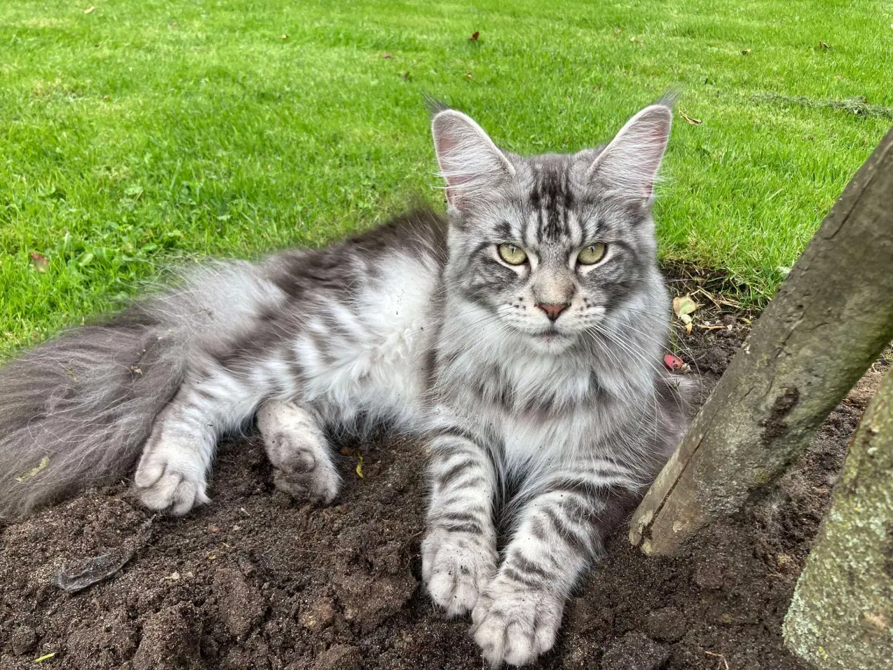 Billede 8 - Killinger, hvor mor er Maine Coon, sælges