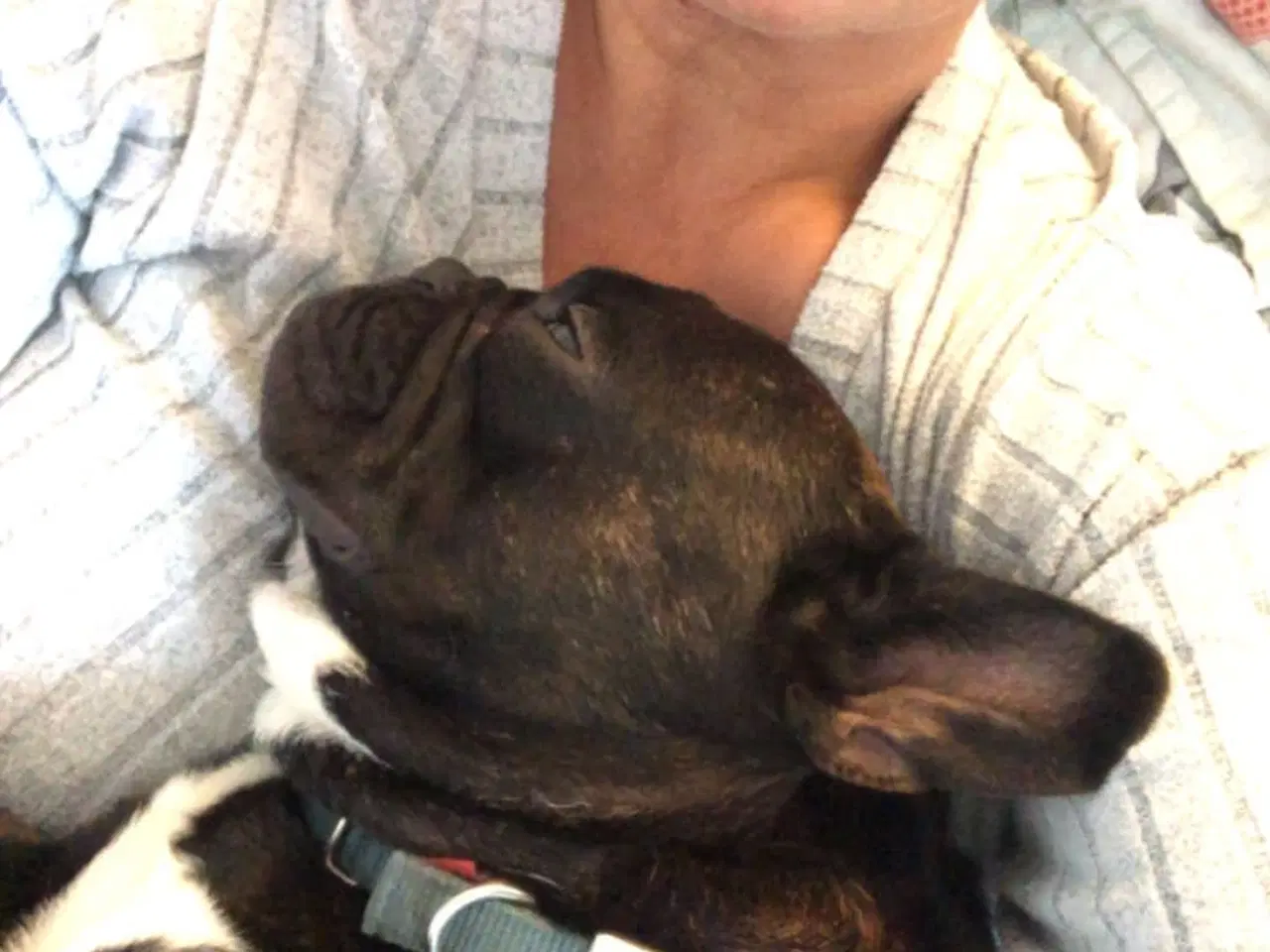 Billede 8 - Fransk bulldog parring