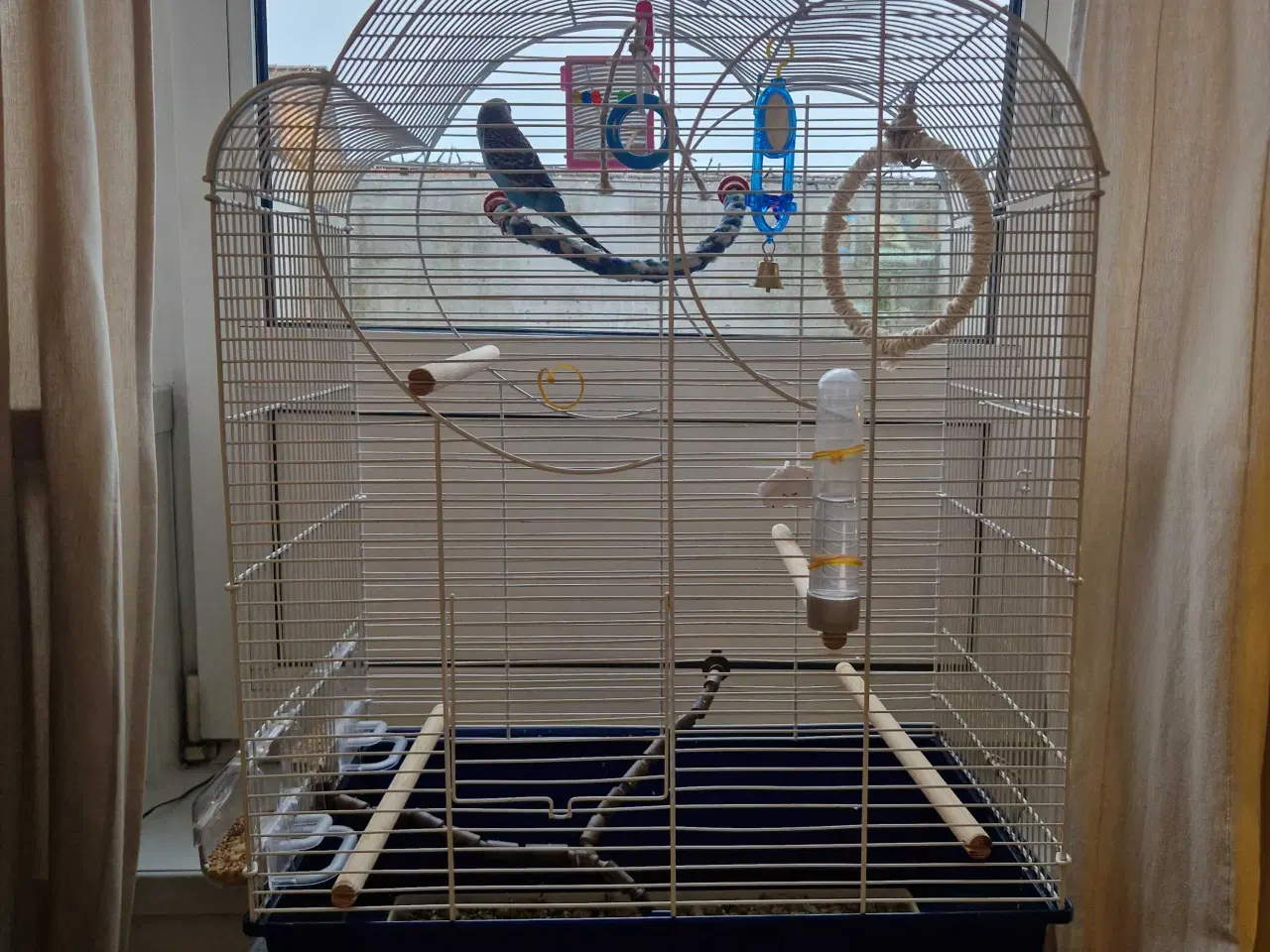 Billede 5 - Hånd Tam Baby Pige Undulat 