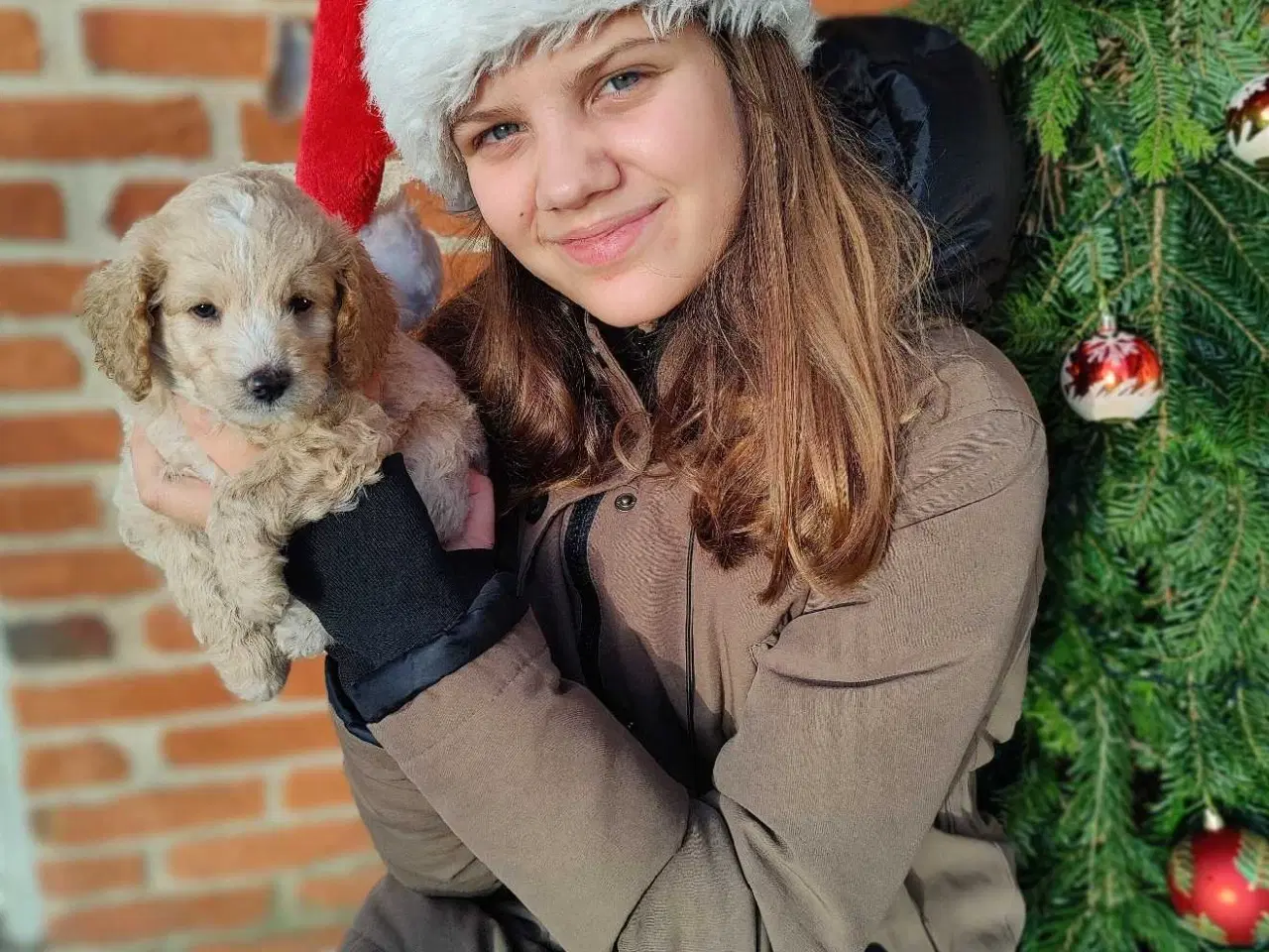 Billede 7 - Skønne cavapoo 1b julehvalpe