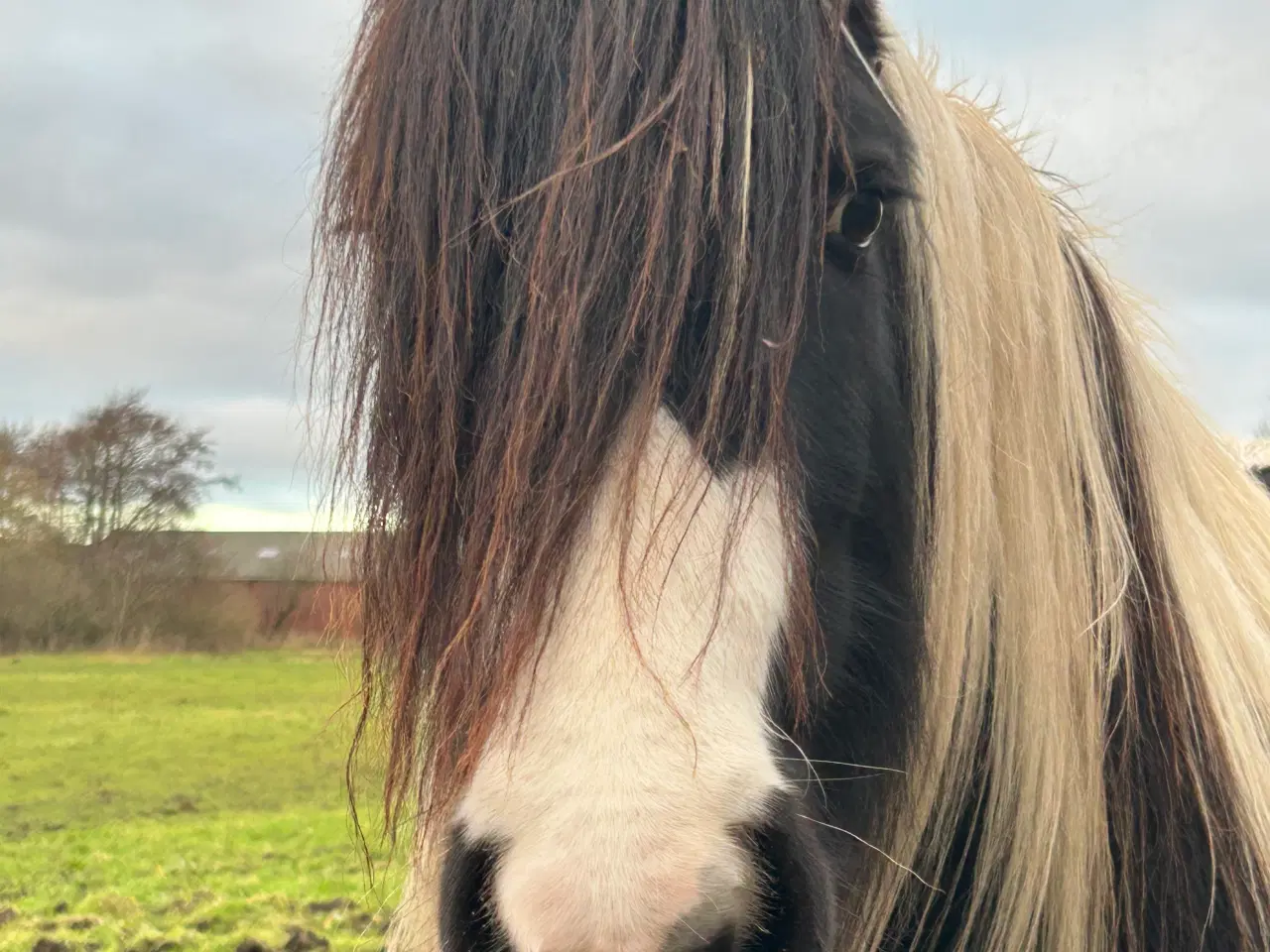 Billede 1 - Super skøn og smuk irish cob 