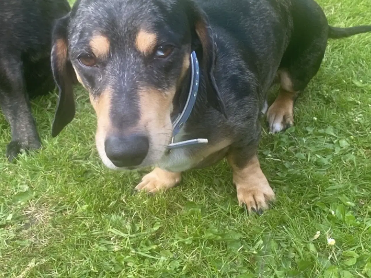 Billede 9 - Merle gravhunde mix standart