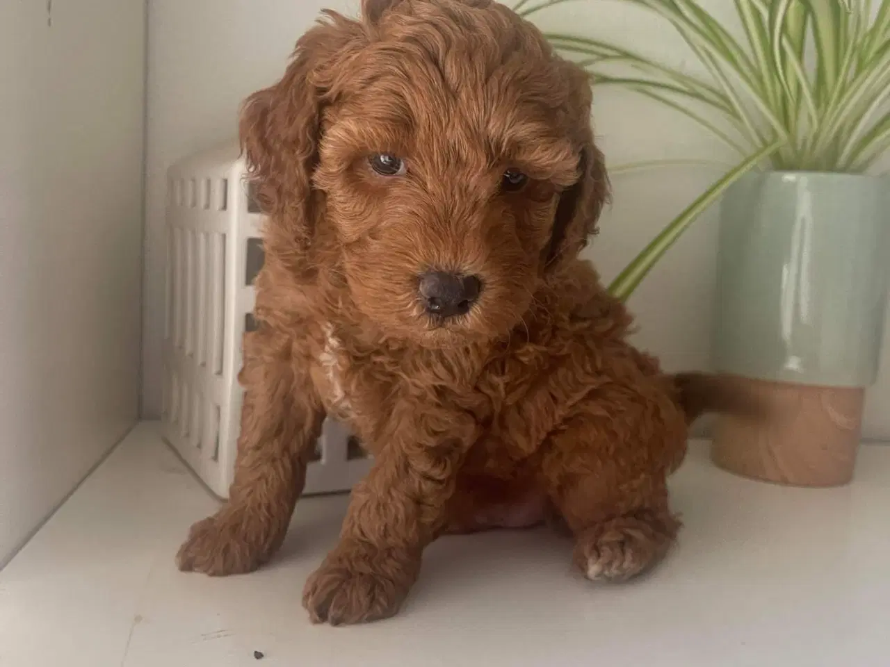 Billede 11 - Doodledoodle hvalpe klar til sommerferie 🥰