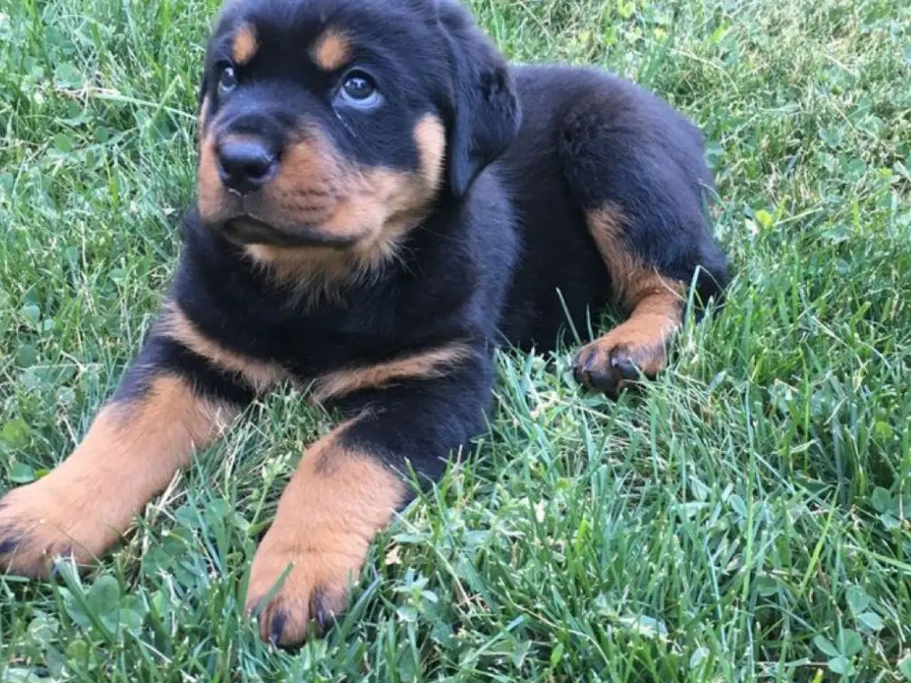Billede 3 - Rottweiler hvalpe sælges 