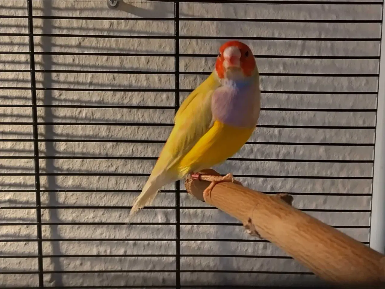 Billede 1 - Rødhovedet gul Gouldsamadine 