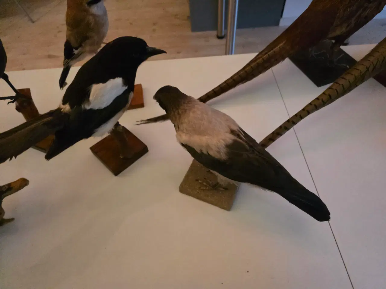 Billede 6 - Fasaner, Kragefugle og due, samlet eller opdelt