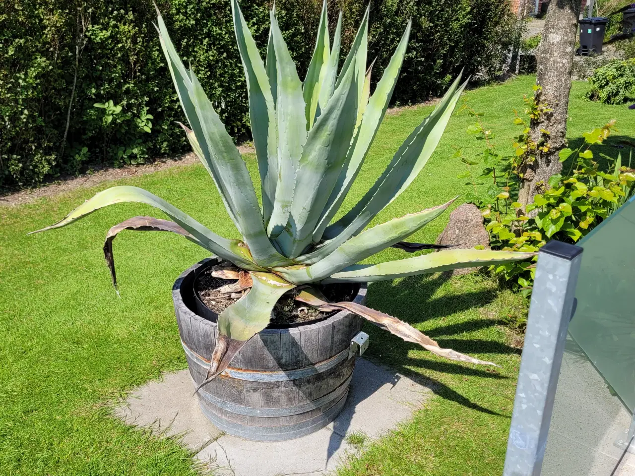 Billede 1 - Agave