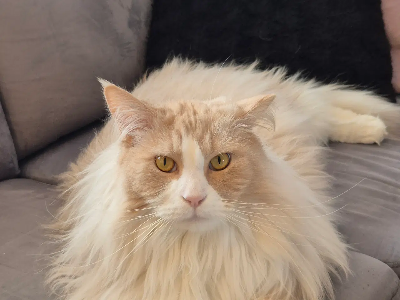 Billede 2 - Main coon uden stamtavle