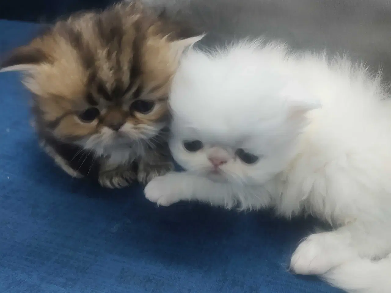 Billede 6 - Perser killinger 